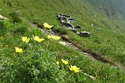 20 Pulsatilla alpina sulfurea con vista su resti costruzioni Linea Cadorna